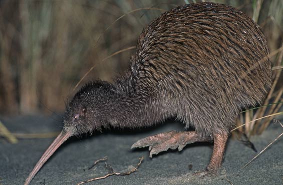 Rakiura Tokoeka Kiwi